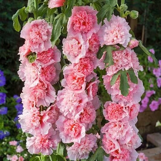 Imported Hollyhock Seeds - Mixed pastel colours (Pack of 100 grams)