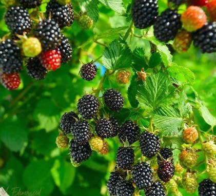 Sweet Giant Blackberries Seeds (Pack of 300 gms)