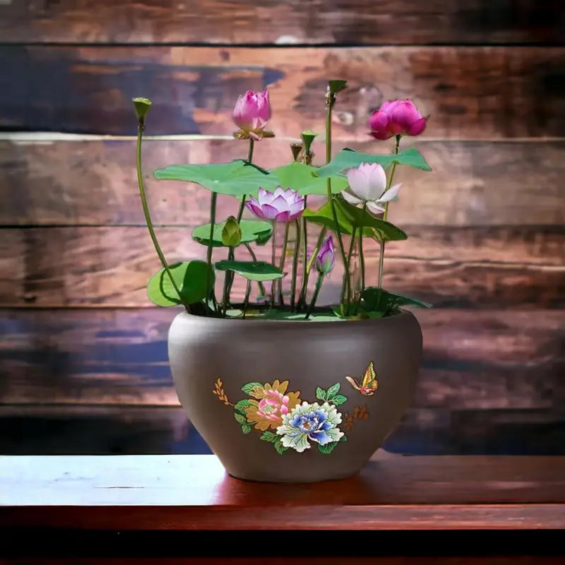 šø Premium Japanese Bonsai Lotus Seeds - High Fragrance - (1 Pack of 100 Seeds šæšø)