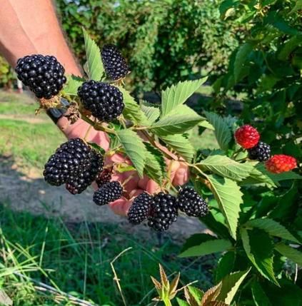 Sweet Giant Blackberries Seeds (Pack of 300 gms)