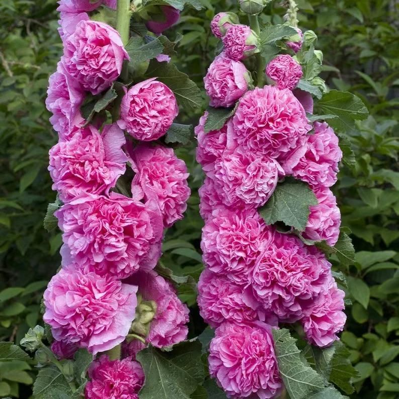 Imported Hollyhock Seeds - Mixed pastel colours (Pack of 100 grams)