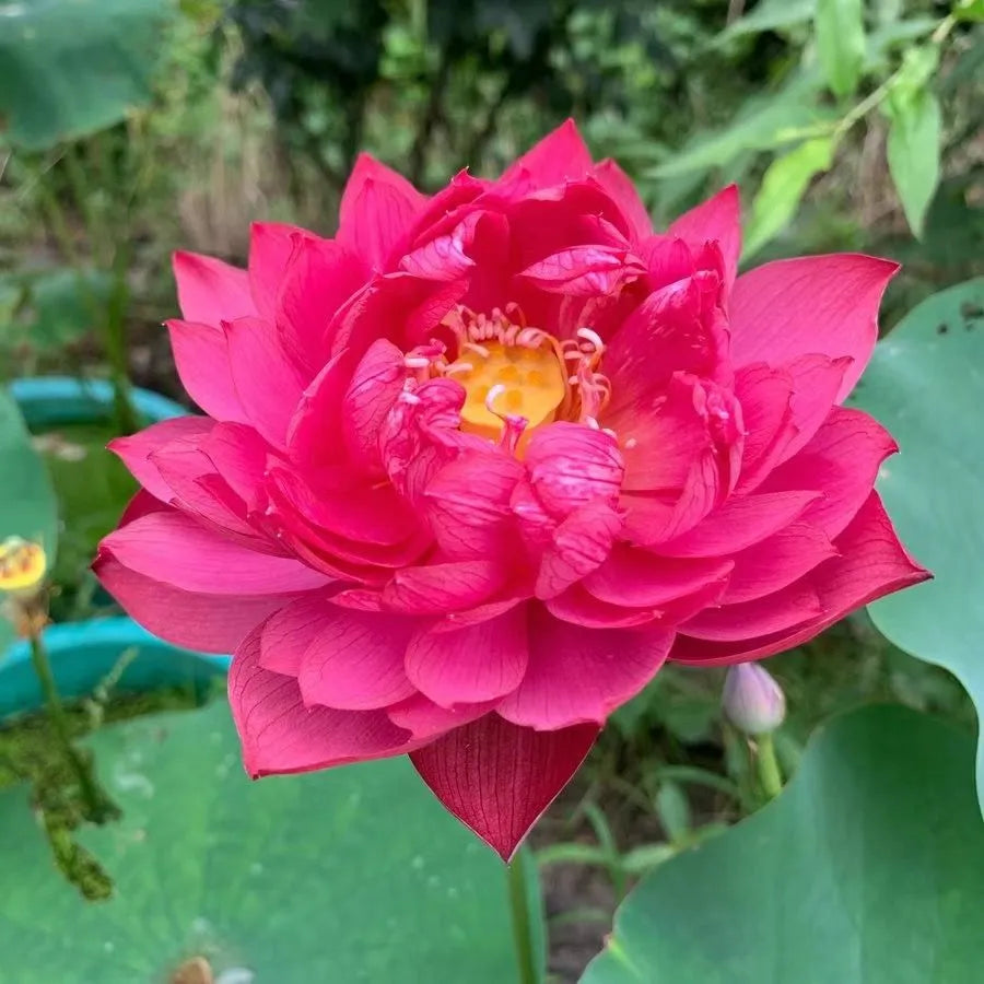 šø Premium Japanese Bonsai Lotus Seeds - High Fragrance - (1 Pack of 100 Seeds šæšø)