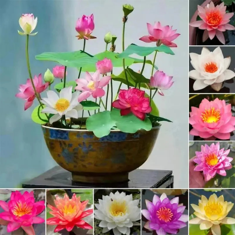 šø Premium Japanese Bonsai Lotus Seeds - High Fragrance - (1 Pack of 100 Seeds šæšø)
