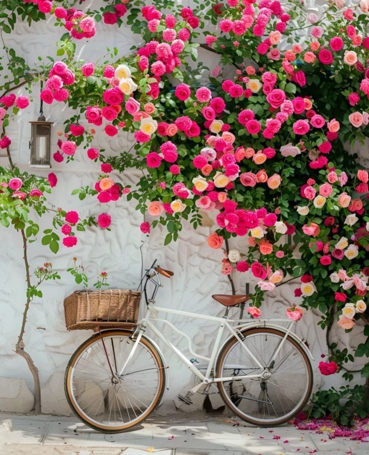 Elegant Climbing Rose Flower Seeds (High Fragrance)