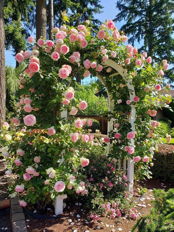 Elegant Climbing Rose Flower Seeds (High Fragrance)