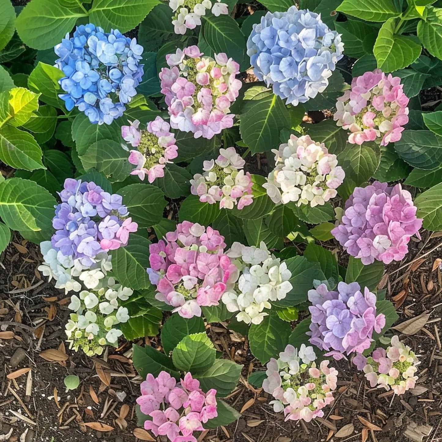 Hydrangea Flower Seeds – 100g Pack!