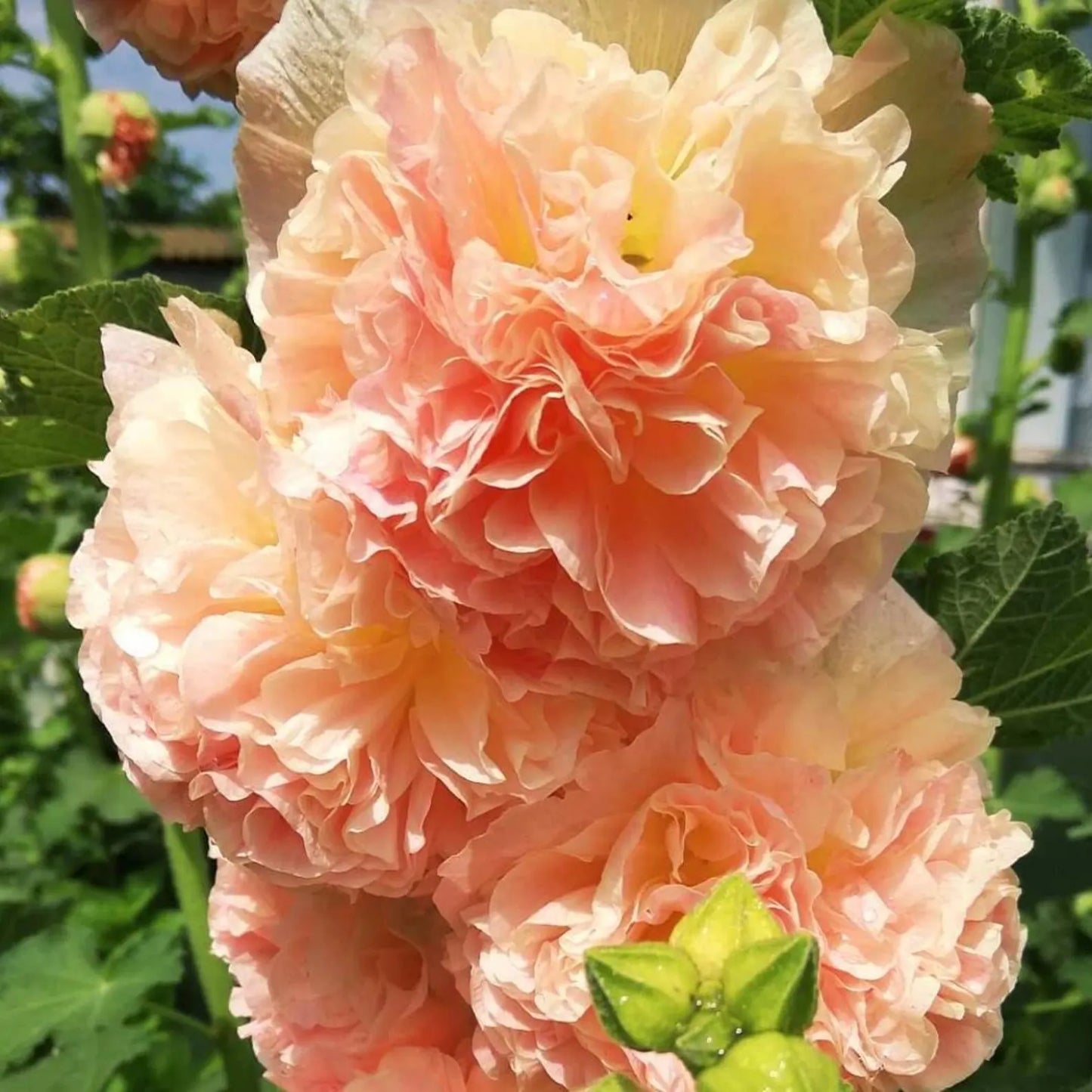 Imported Hollyhock Seeds - Mixed pastel colours (Pack of 100 grams)