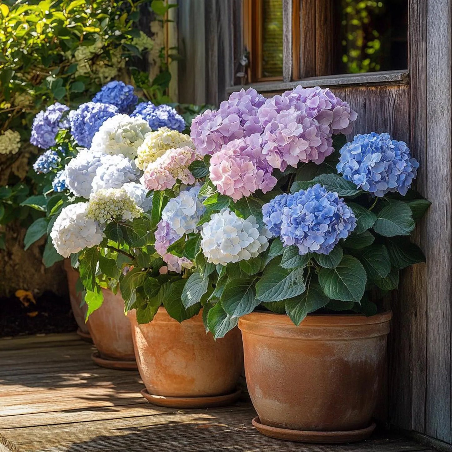 Hydrangea Flower Seeds – 100g Pack!