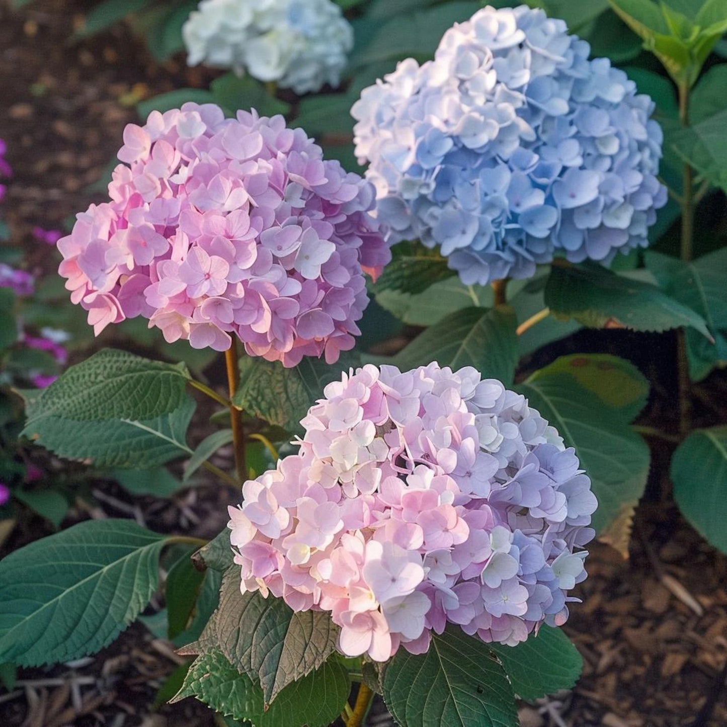 Hydrangea Flower Seeds – 100g Pack!