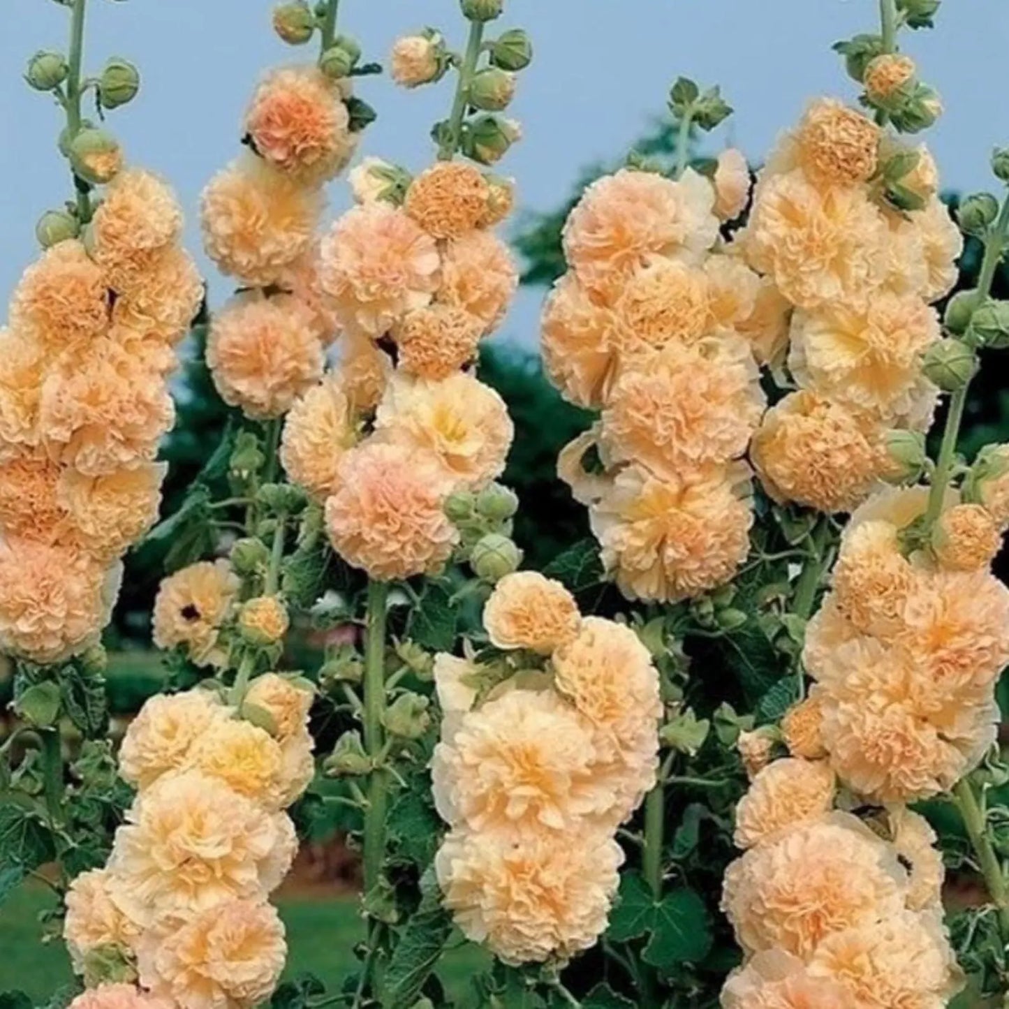 Imported Hollyhock Seeds - Mixed pastel colours (Pack of 100 grams)