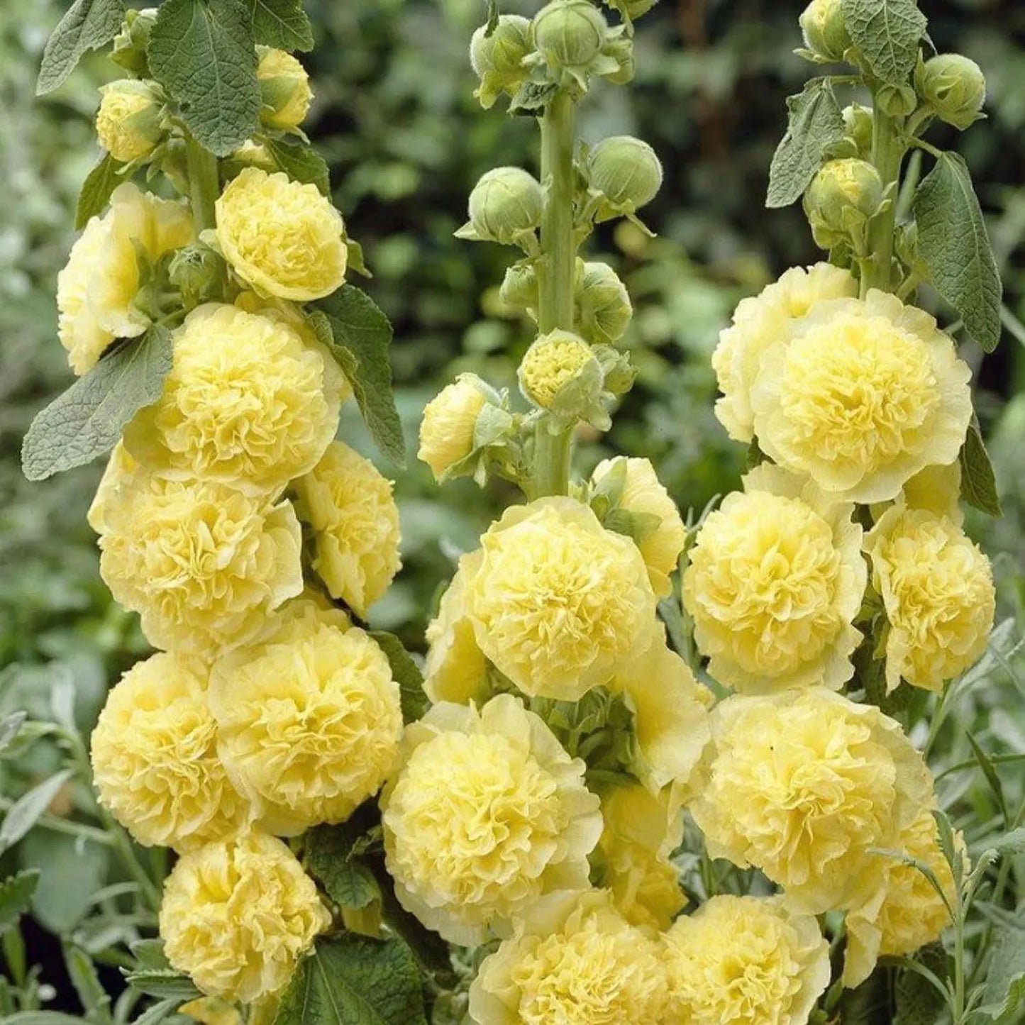 Imported Hollyhock Seeds - Mixed pastel colours (Pack of 100 grams)