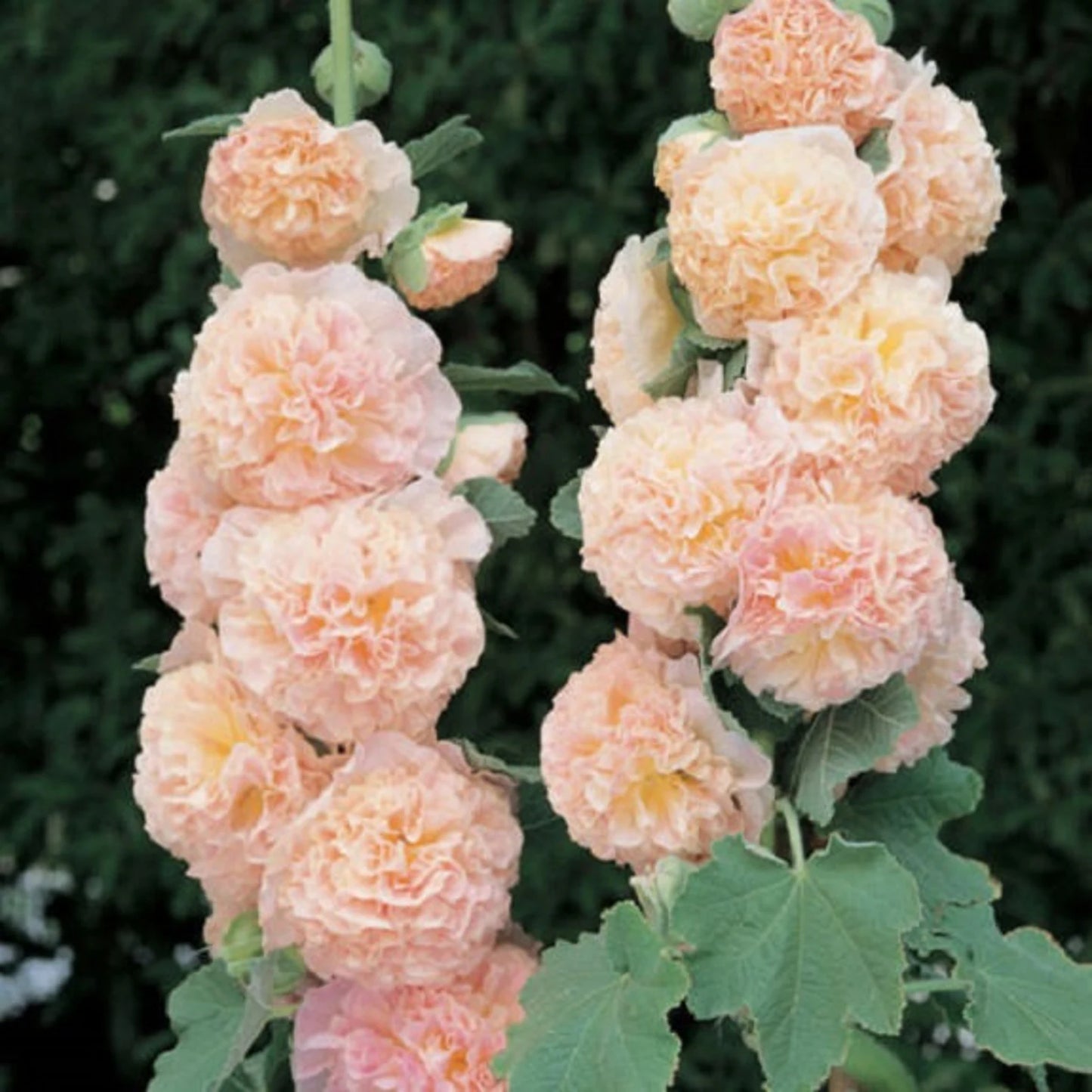 Imported Hollyhock Seeds - Mixed pastel colours (Pack of 100 grams)