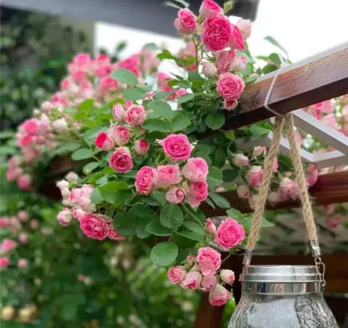Elegant Climbing Rose Flower Seeds (High Fragrance)