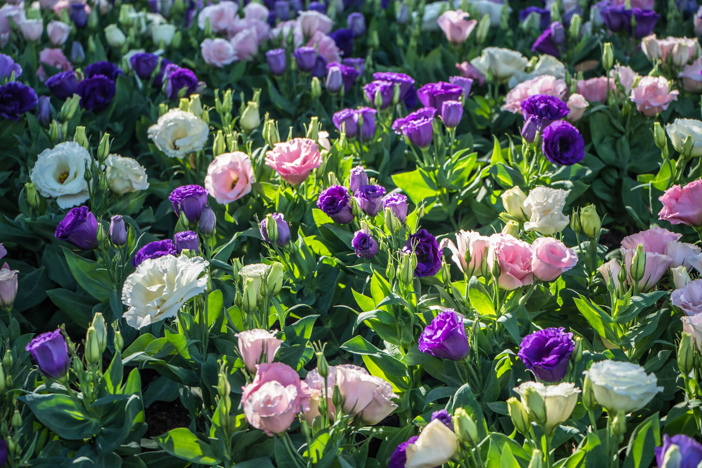 🌸 Premium Lisianthus (Thornless Rose) Imported Flower Seeds 🌿🌸 - Mixed Colours (Pack of 1)