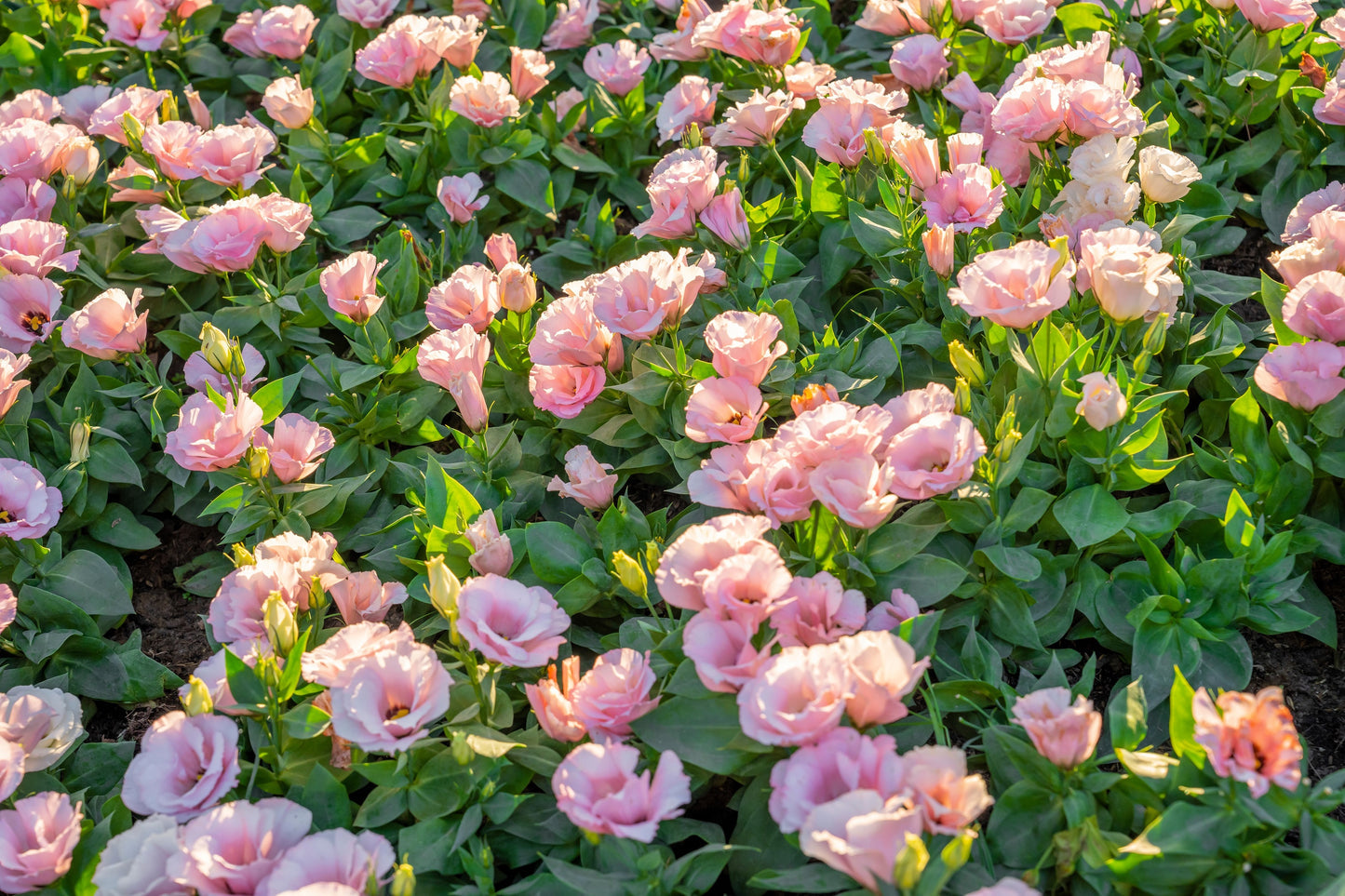 🌸 Premium Lisianthus (Thornless Rose) Imported Flower Seeds 🌿🌸 - Mixed Colours (Pack of 1)
