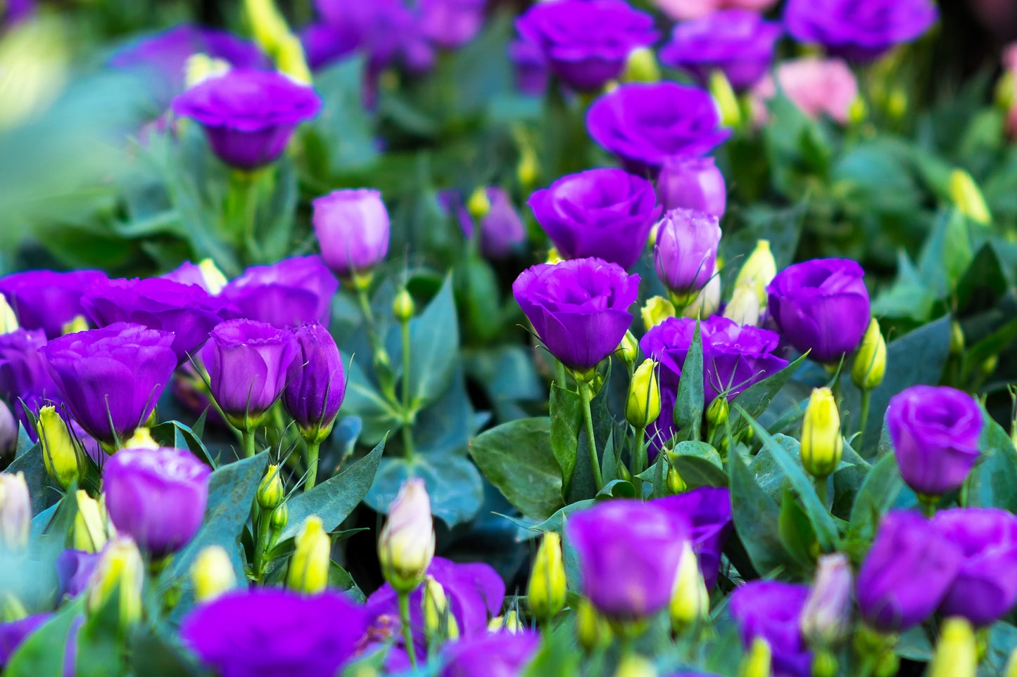 🌸 Premium Lisianthus (Thornless Rose) Imported Flower Seeds 🌿🌸 - Mixed Colours (Pack of 1)
