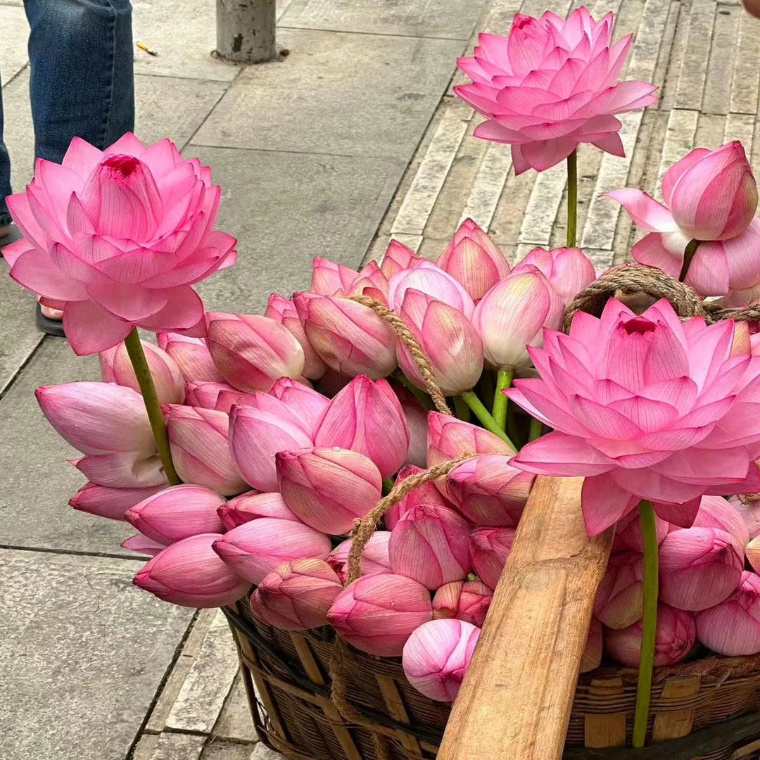 🌸 Premium Japanese Bonsai Lotus Seeds - High Fragrance - (1 Pack of 100 Seeds 🌿🌸)
