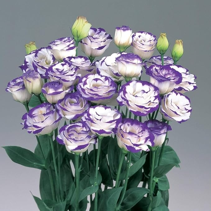 🌸 Premium Lisianthus (Thornless Rose) Imported Flower Seeds 🌿🌸 - Mixed Colours (Pack of 1)