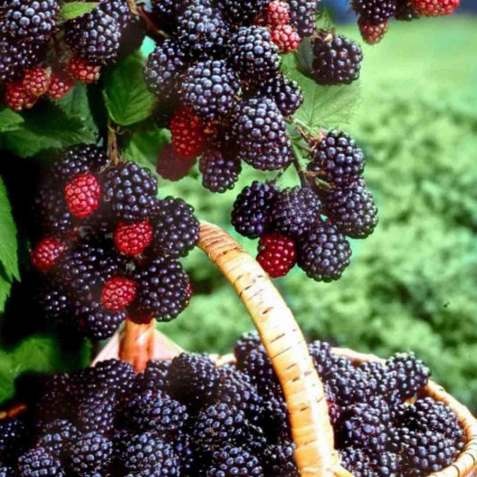 Sweet Giant Blackberries Seeds (Pack of 300 gms)