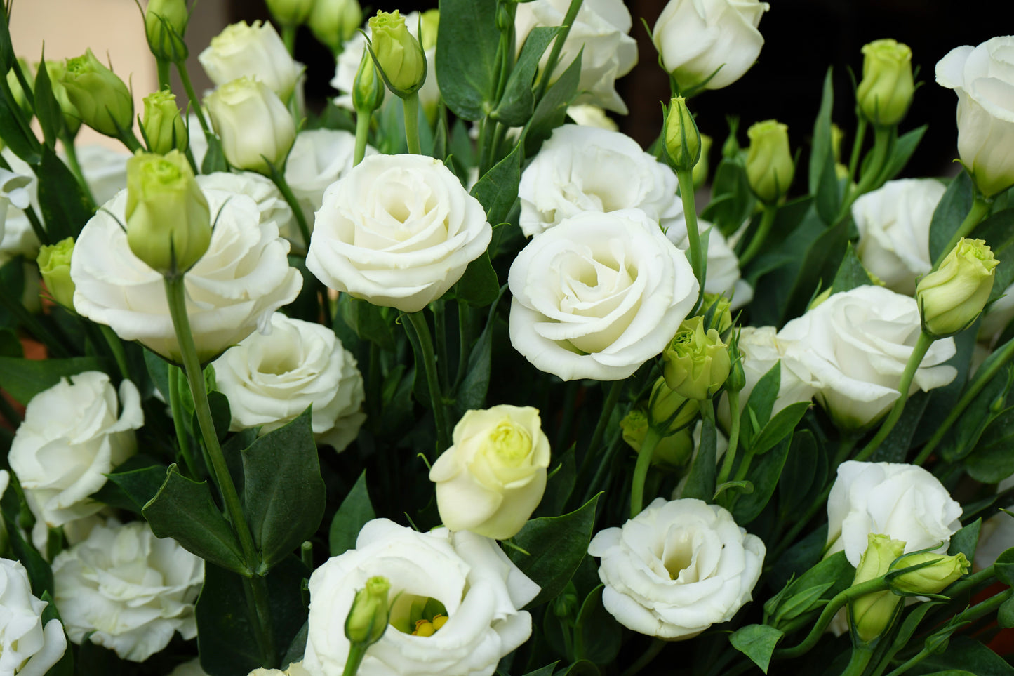 🌸 Premium Lisianthus (Thornless Rose) Imported Flower Seeds 🌿🌸 - Mixed Colours (Pack of 1)