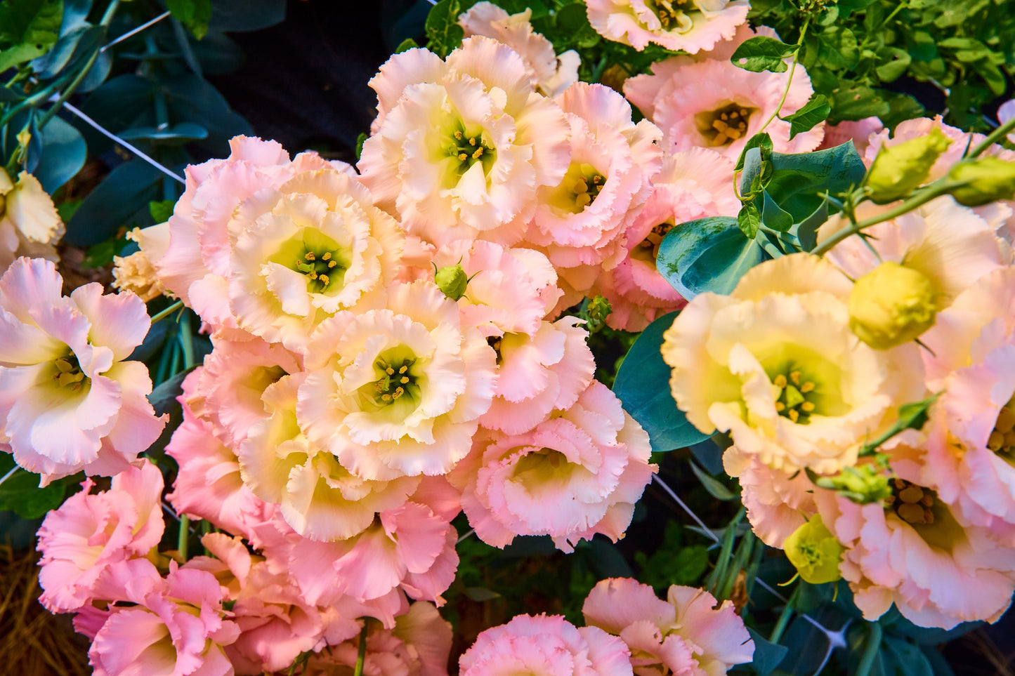 🌸 Premium Lisianthus (Thornless Rose) Imported Flower Seeds 🌿🌸 - Mixed Colours (Pack of 1)